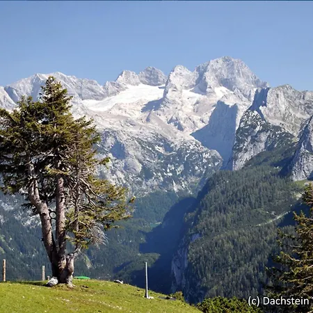 Holiday Gamsblume.13 * Annaberg im Lammertal